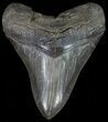 Sharply Serrated, Megalodon Tooth #70764-1